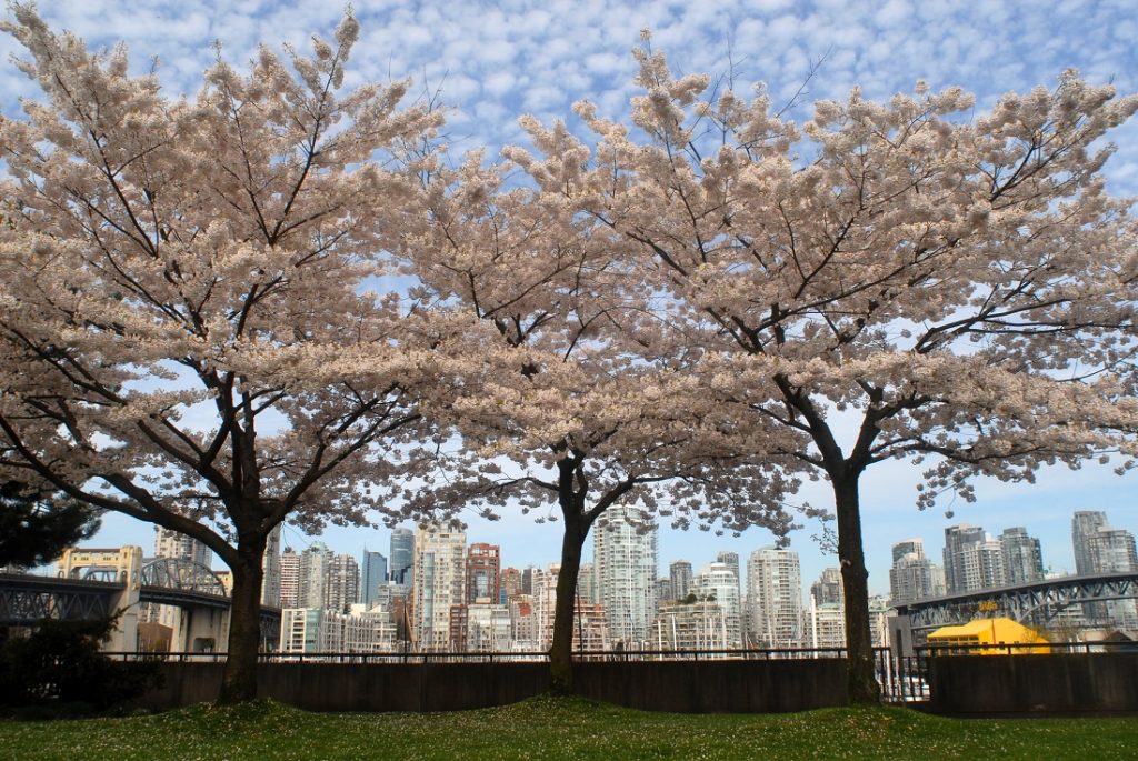 ダウンタウンを背にクリークサイドに咲く桜（カナダ・バンクーバー）