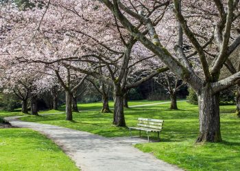 スタンレーパークの桜（カナダ・バンクーバー）