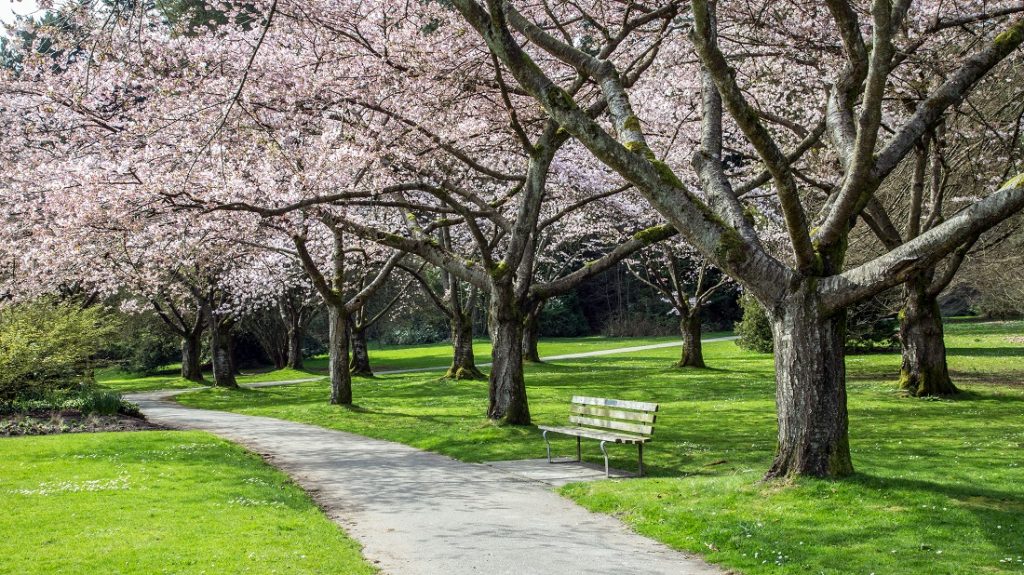 スタンレーパークの桜（カナダ・バンクーバー）